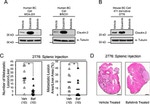 Claudin 2 Antibody in Western Blot (WB)
