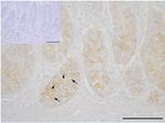 Claudin 2 Antibody in Immunohistochemistry (IHC)