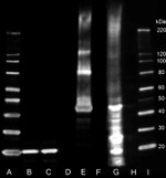 Claudin 2 Antibody in Western Blot (WB)