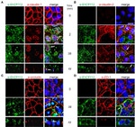 Claudin 1 Antibody in Immunocytochemistry (ICC/IF)