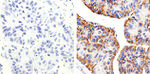 Claudin 2 Monoclonal Antibody (12H12)
