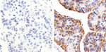Claudin 2 Antibody in Immunohistochemistry (Paraffin) (IHC (P))