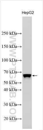 FAM50B Antibody in Western Blot (WB)