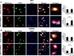 PTEN Antibody in Immunocytochemistry (ICC/IF)
