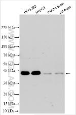 WASF1 Antibody in Western Blot (WB)