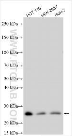 ZNF444 Antibody in Western Blot (WB)