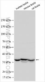 DCAF16 Antibody in Western Blot (WB)