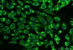 HSF2BP Antibody in Immunocytochemistry (ICC/IF)