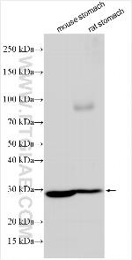 HSF2BP Antibody in Western Blot (WB)