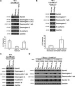 Desmoglein 1 Antibody in Western Blot (WB)