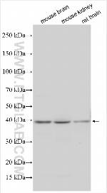 Osteopontin Antibody in Western Blot (WB)