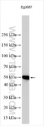 CD63 Antibody in Western Blot (WB)