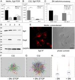 Desmoglein 2 Antibody in Western Blot (WB)