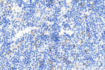 CD5L Antibody in Immunohistochemistry (Paraffin) (IHC (P))