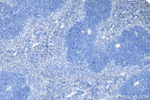 CD5L Antibody in Immunohistochemistry (Paraffin) (IHC (P))