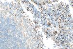 CD206 Antibody in Immunohistochemistry (Paraffin) (IHC (P))