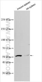 CD206 Antibody in Western Blot (WB)