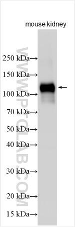 LYVE-1 Antibody in Western Blot (WB)