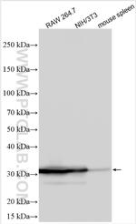 SLAM/CD150 Antibody in Western Blot (WB)