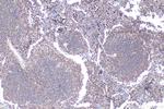 CD229/SLAMF3 Antibody in Immunohistochemistry (Paraffin) (IHC (P))