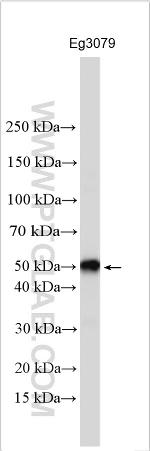 CD229/SLAMF3 Antibody in Western Blot (WB)