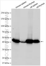 Complement factor D Antibody in Western Blot (WB)