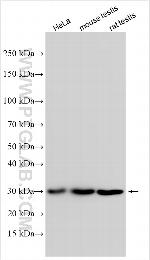 IFNA21 Antibody in Western Blot (WB)