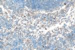 Tnfsf18 Antibody in Immunohistochemistry (Paraffin) (IHC (P))