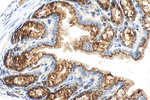 FAM3D Antibody in Immunohistochemistry (Paraffin) (IHC (P))