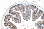 FAM3D Antibody in Immunohistochemistry (Paraffin) (IHC (P))