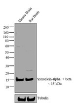 Synuclein alpha/beta Antibody in Western Blot (WB)