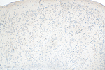 FAM76B Antibody in Immunohistochemistry (Paraffin) (IHC (P))