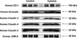 Claudin 4 Antibody in Western Blot (WB)