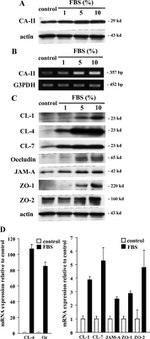 Claudin 4 Antibody in Western Blot (WB)