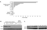 Claudin 4 Antibody in Western Blot (WB)