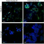 Claudin 4 Antibody in Immunocytochemistry (ICC/IF)