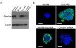 Claudin 4 Antibody in Western Blot, Immunocytochemistry (WB, ICC/IF)