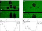 Claudin 4 Antibody in Immunocytochemistry (ICC/IF)
