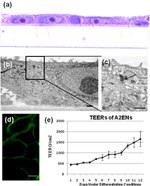 Claudin 4 Antibody in Immunohistochemistry (IHC)