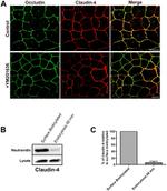 Occludin Antibody in Immunocytochemistry (ICC/IF)