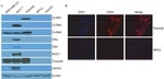 Claudin 4 Antibody in Western Blot (WB)