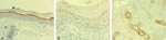 Claudin 4 Antibody in Immunohistochemistry (IHC)