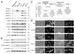Claudin 1 Antibody in Western Blot (WB)