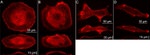 Claudin 4 Antibody in Immunocytochemistry (ICC/IF)