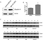 Claudin 4 Antibody in Western Blot (WB)