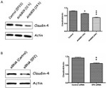 Claudin 4 Antibody in Western Blot (WB)