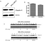 Claudin 4 Antibody in Western Blot (WB)