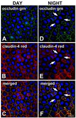 Claudin 4 Antibody in Immunohistochemistry (Frozen) (IHC (F))