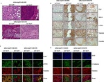Claudin 4 Antibody in Immunohistochemistry (IHC)