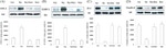 Claudin 4 Antibody in Western Blot (WB)